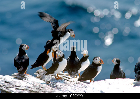 Atlantic Puffin (Fratercula arctica) Foto Stock