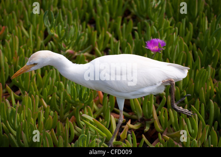 Airone guardabuoi stalking preda, Maui, Hawaii, Stati Uniti d'America Foto Stock