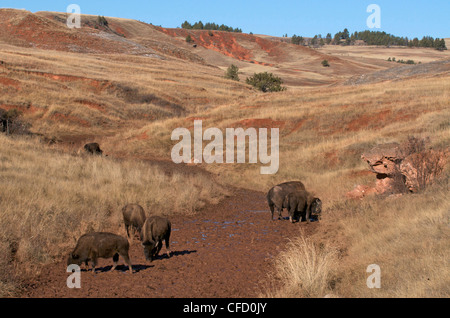 American bison bison bison fango bauges bere Foto Stock