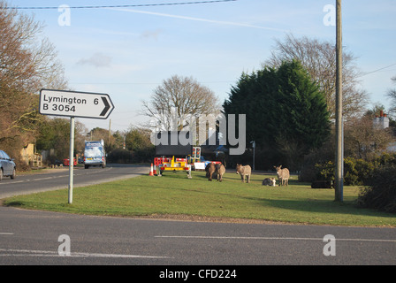 New Forest pony su un orlo di erba in corrispondenza di una sezione di strada nella nuova foresta Foto Stock