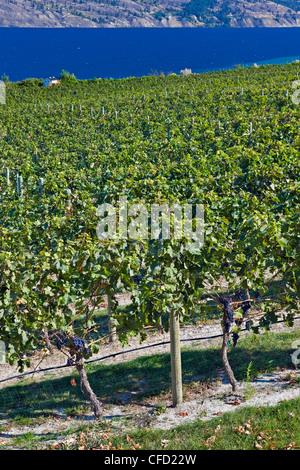 Righe vitigni rive Lago Okanagan Bonitas Foto Stock