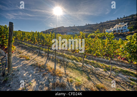 Filari di viti a Bonitas Cantina Summerland, Okanagan-Similkameen regione Okanagan, British Columbia, Canada. Foto Stock