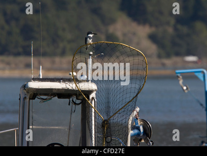 Belted Kingfisher, Ceryle alcyon, appollaiato su Fisherman's net sulla barca; Bolinas Bay, CALIFORNIA, STATI UNITI D'AMERICA Foto Stock