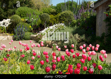 Abbey Gardens, Tresco, isole Scilly, Regno Unito, Europa Foto Stock