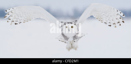 Civetta delle nevi in volo, Ottawa, Canada Foto Stock