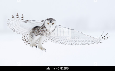 Civetta delle nevi in volo, Ottawa, Canada Foto Stock