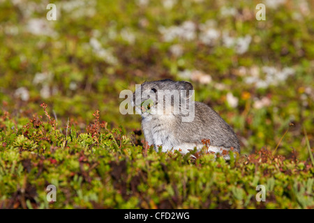 Acciuffato pika (Ochotona collaris), con vegetazione raccolti, Hatcher Pass, Alaska, Stati Uniti d'America Foto Stock