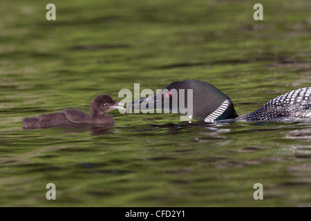 Loon comune (Gavia immer), Adulto alimentazione dragonfly naiad (O. Odonati) al pulcino, Lac Le Jeune, British Columbia, Canada Foto Stock