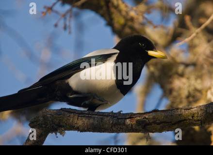 Giallo-fatturati gazza, Pica nuttalli arroccato nella struttura ad albero. Endemico della California, Stati Uniti d'America Foto Stock