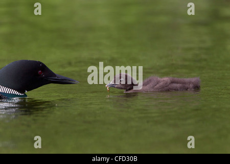 Loon comune (Gavia immer), Adulto alimentazione dragonfly naiad (O. Odonati) al pulcino, Lac Le Jeune, British Columbia, Canada Foto Stock