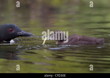 Loon comune (Gavia immer), Adulto alimentazione dragonfly naiad (O. Odonati) al pulcino, Lac Le Jeune, British Columbia, Canada Foto Stock