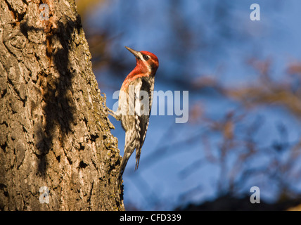 Red-breasted Sapsucker, Sphyrapicus ruber, su albero di quercia; Sud California, Stati Uniti d'America Foto Stock