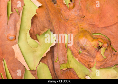 Albero di corbezzolo (Arbutus menziesii ) noto anche come Pacific Madrone corteccia sulla isola di Moresby, isole del golfo, British Columbia, Canada Foto Stock