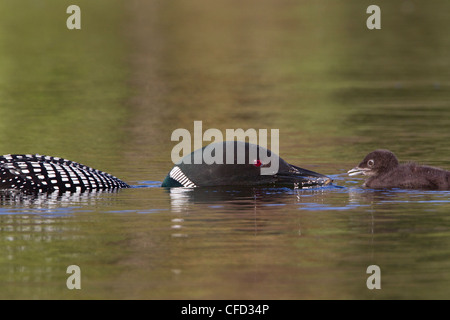 Loon comune (Gavia immer), alimentazione di libellula naiad (O. Odonati) al pulcino, Lac Le Jeune, British Columbia, Canada Foto Stock