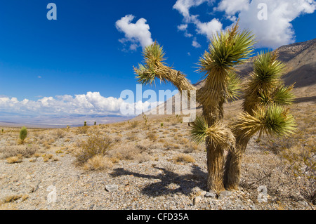 Joshua tree forest (Yucca brevifolia), sulla pista road, Parco Nazionale della Valle della Morte, California, Stati Uniti d'America Foto Stock