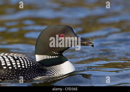 Loon comune (Gavia immer), con dragonfly naiad (O. Odonati), LAC Le Jeune, British Columbia, Canada Foto Stock