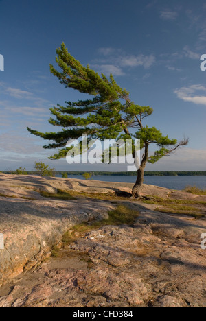 Unico ventoso pino in Killbear parco provinciale su Georgian Bay, Ontario. Foto Stock