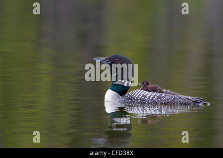 Loon comune (Gavia immer), Adulto pulcino porta sul retro e la vocazione di mate, Lac Le Jeune, British Columbia, Canada Foto Stock