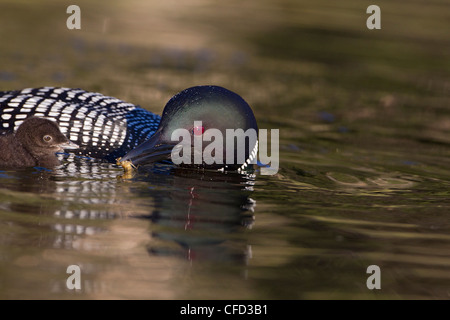 Loon comune (Gavia immer), Adulto alimentazione dragonfly naiad (O. Odonati) al pulcino, Lac Le Jeune, British Columbia, Canada Foto Stock