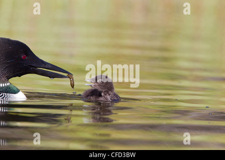 Loon comune (Gavia immer), alimentazione di libellula naiad (O. Odonati) al pulcino, Lac Le Jeune, British Columbia, Canada Foto Stock