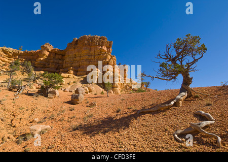 Scogliere di arenaria della formazione Claron, Rosa cenge Trail, Rosso Canyon dello Utah, Stati Uniti d'America, Foto Stock