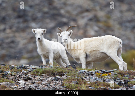 Dall pecore (ovis dalli dalli), pecora agnello infermieristica, Savage ansa del fiume, Parco Nazionale di Denali, Alaska, Stati Uniti d'America Foto Stock