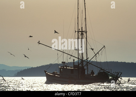 Barca da gamberetti con gabbiani in stretto di Georgia, British Columbia, Canada Foto Stock