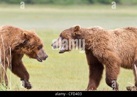 Orso grizzly/Alaskbrown bear Ursus arctos Foto Stock