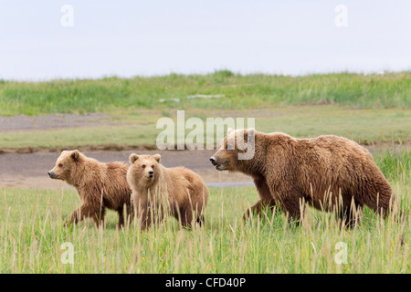 Orso grizzly/Alaskbrown bear Ursus arctos Foto Stock