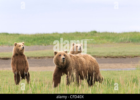 Orso grizzly/Alaskbrown bear Ursus arctos Foto Stock