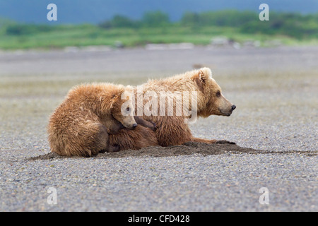 Orso grizzly/Alaskbrown bear Ursus arctos Foto Stock