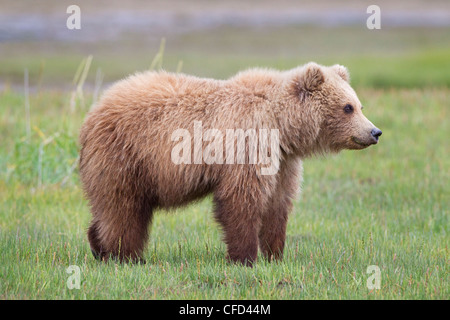 Orso grizzly/Alaskbrown bear Ursus arctos Foto Stock