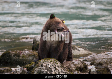 Orso grizzly (Ursus arctos horribilis), cubs, giocare wrestling, Chilkoot River, Haines, Alaska, Stati Uniti d'America Foto Stock