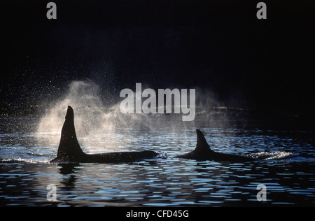 Le orche assassine (Orcinus orca) coppia retroilluminato nel golfo meridionale isole, l'isola di Vancouver, British Columbia, Canada. Foto Stock