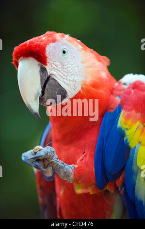 Macaw presso Copan rovine, Honduras, America Centrale Foto Stock