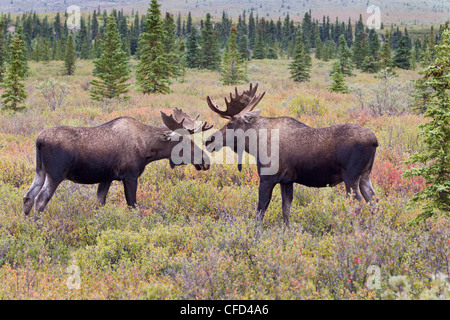 Alci (Alces alces gigas), giovani tori interagenti, Parco Nazionale di Denali, Alaska, Stati Uniti d'America Foto Stock