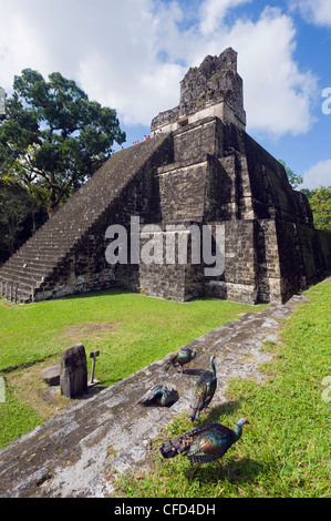 I tacchini in corrispondenza di una piramide in rovine maya di Tikal, Sito Patrimonio Mondiale dell'UNESCO, Guatemala, America Centrale Foto Stock