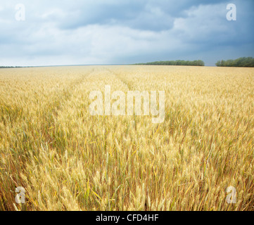 Immagine ravvicinata di grano levetta su un cielo blu sullo sfondo. Foto Stock