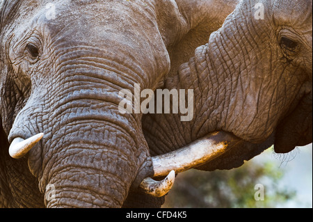 Adulto bull elefanti africani il combattimento. Rive del Fiume Luangwa. South Luangwa National Park, Zambia Foto Stock