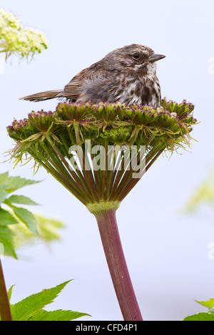 Song sparrow (Melospiza melodia), sulla mucca pastinaca/pushki (Heracleum massimo), nei pressi di Kodiak, Alaska, Stati Uniti d'America Foto Stock