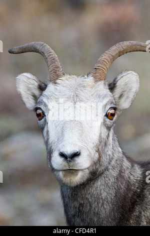 Pecora di pietra (ovis dalli stonei), pecora, Muncho Lake Provincial Park, British Columbia, Canada Foto Stock