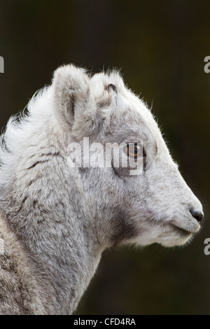 Pecora di pietra (ovis dalli stonei), agnello, Muncho Lake Provincial Park, British Columbia, Canada Foto Stock