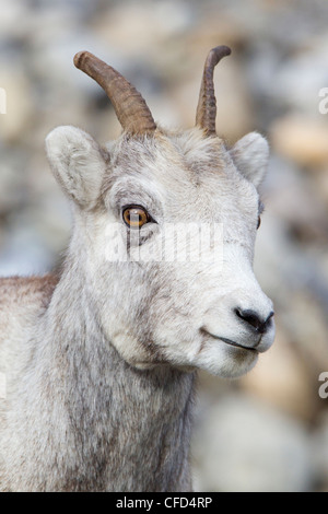 Pecora di pietra (ovis dalli stonei), pecora, Muncho Lake Provincial Park, British Columbia, Canada Foto Stock