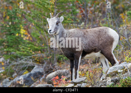 Pecora di pietra (ovis dalli stonei), pecora, Muncho Lake Provincial Park, British Columbia, Canada Foto Stock