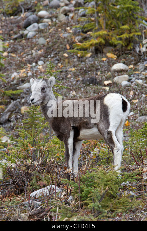 Pecora di pietra (ovis dalli stonei), agnello, Muncho Lake Provincial Park, British Columbia, Canada Foto Stock