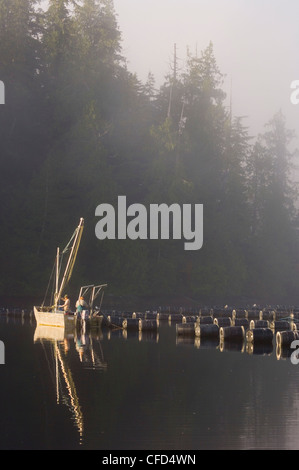 Oyster farm su Lemmens ingresso, Tofino, Clayoquot Sound, Isola di Vancouver, British Columbia, Canada. Foto Stock