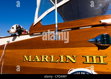 Cane dalmata sulla visita di imbarcazioni da diporto, Cowichan Bay, l'isola di Vancouver, British Columbia, Canada. Foto Stock