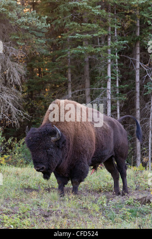 Legno bison bison bison athabascae bull lungo Foto Stock