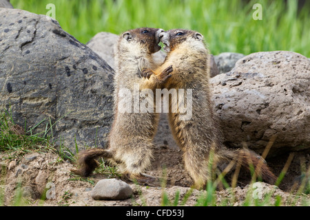 Marmotta di ventre giallo (Marmota flaviventris), cuccioli giocare wrestling, vicino Tunkwa Parco Provinciale, British Columbia, Canada Foto Stock