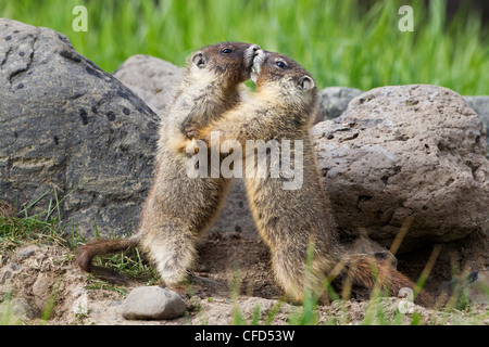 Marmotta di ventre giallo (Marmota flaviventris), cuccioli giocare wrestling, vicino Tunkwa Parco Provinciale, British Columbia, Canada Foto Stock